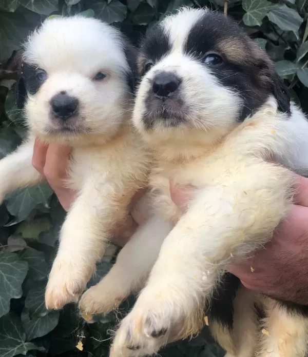Dev Gibi Muhteşem Bethowen St Bernard Yavrularımız