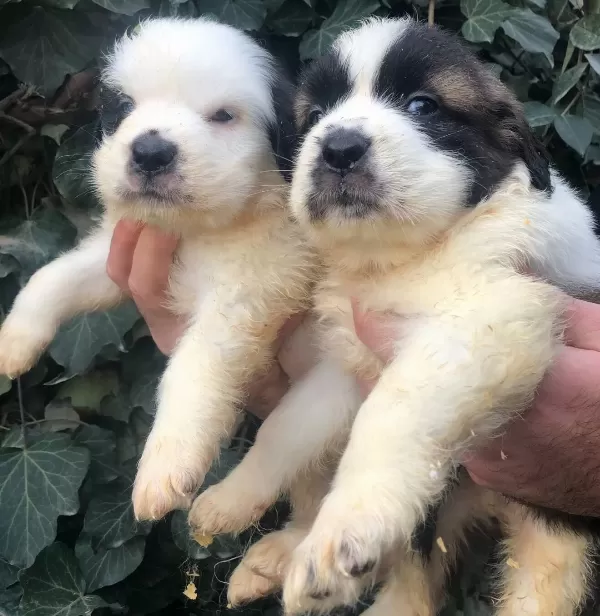 Dev Gibi Muhteşem Bethowen St Bernard Yavrularımız