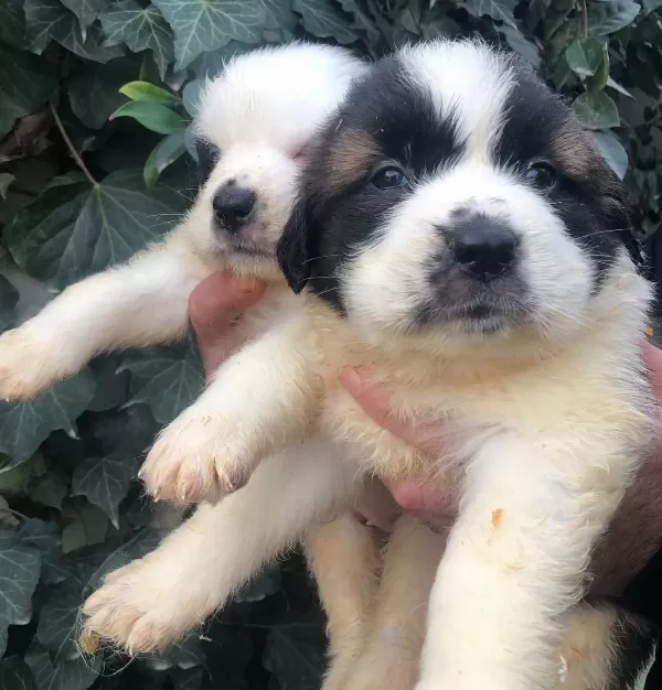 Dev Gibi Muhteşem Bethowen St Bernard Yavrularımız