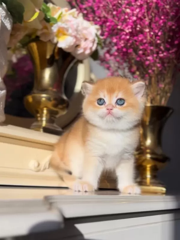 Manken Gibi Golden British Shorthair