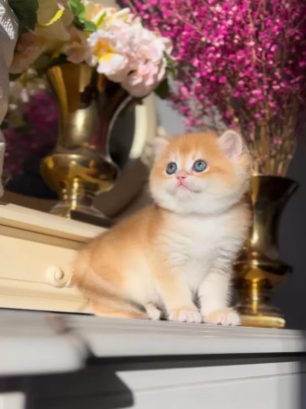 Manken Gibi Golden British Shorthair