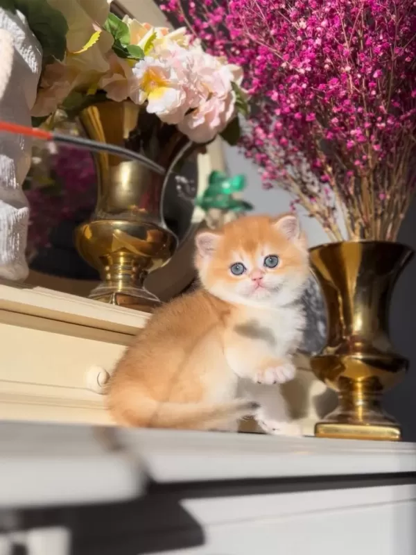 Manken Gibi Golden British Shorthair