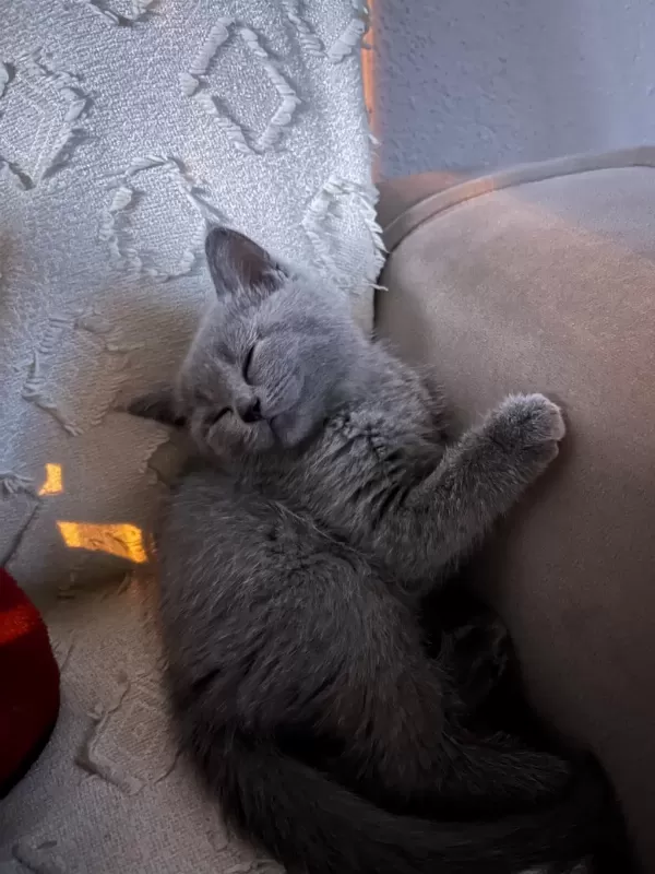 British Shorthair 2 Aylık Dişi Yavru