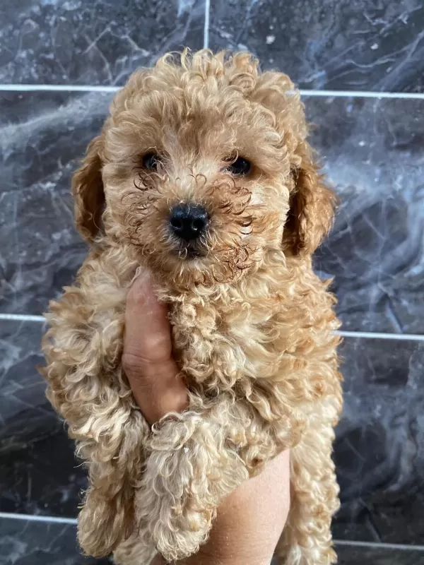 Orjinal Maltipoo Yavrular