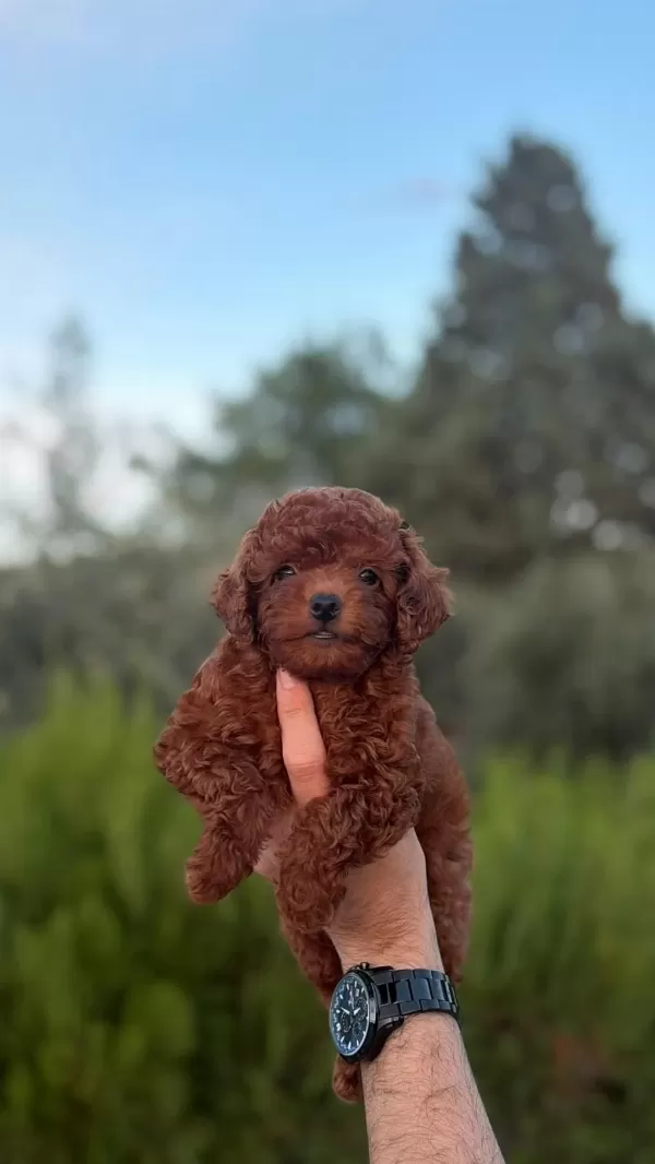 Safkan Dişi Erkek Toy Poodle Yavrular