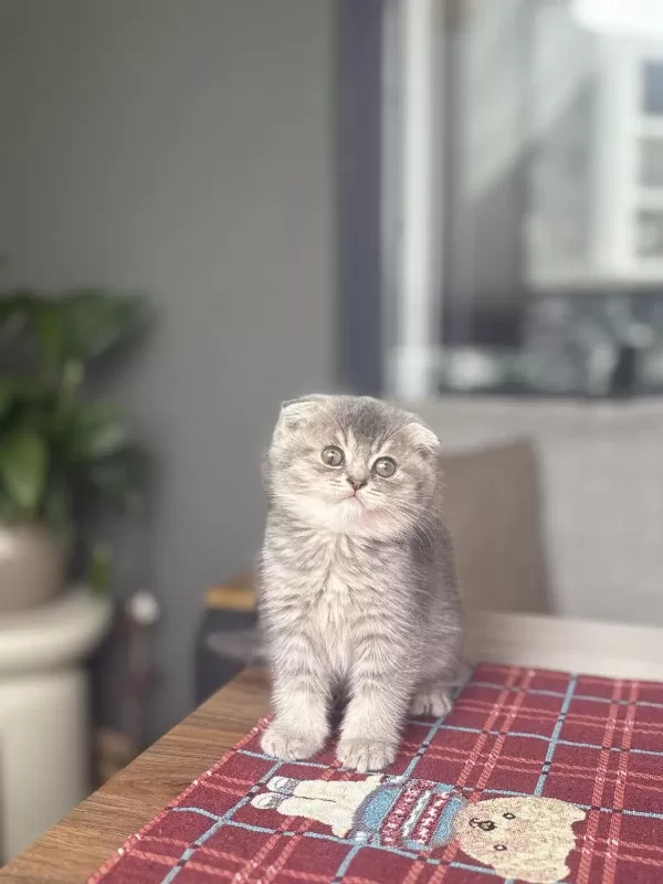 Scottish Fold Ayi Surat Yavrularim