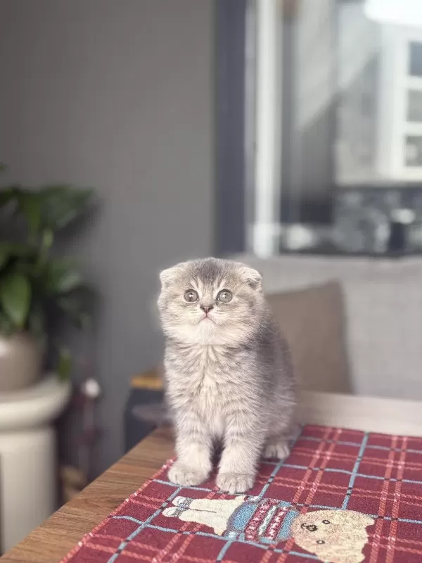 Scottish Fold Ayi Surat Yavrularim