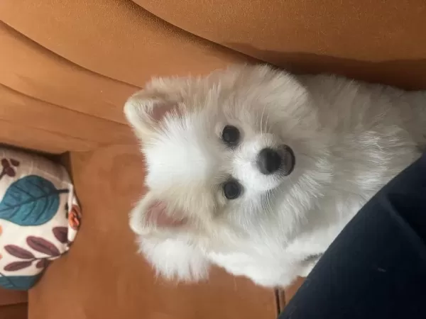Güzel Kız Pomeranian Pamuk