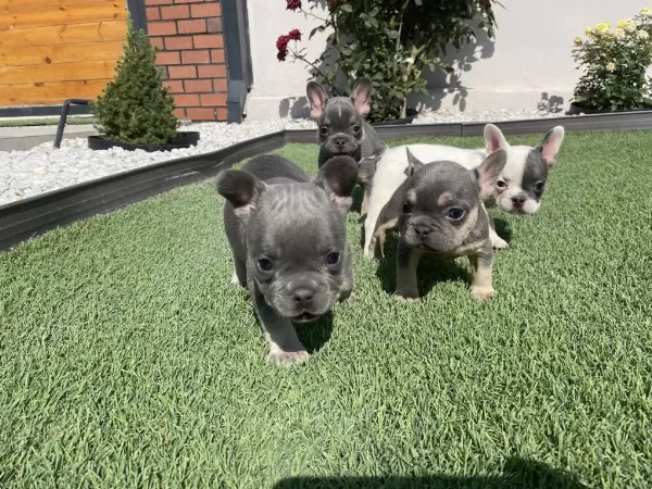 French Bulldog Lilac Tan Ve Blue Yavrular