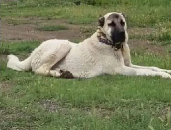 Kangal Si̇vas Dan Alinir Kali̇te Ayi Boğanlar