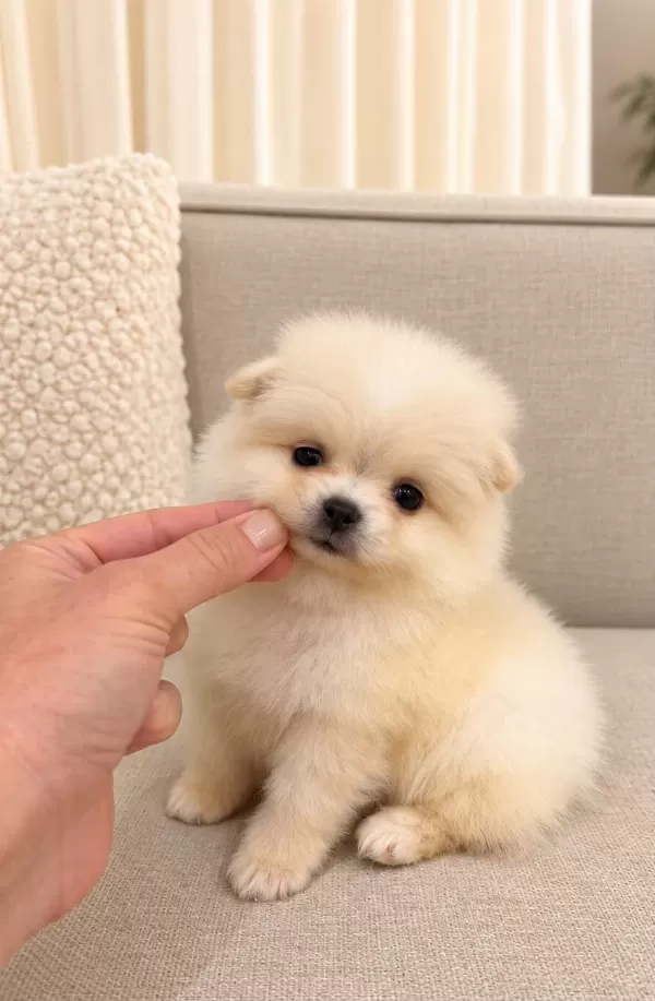 Sağlıklı Pomeranian Boo