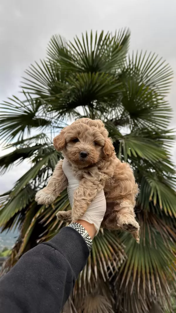 Harika Maltipoo Dişi