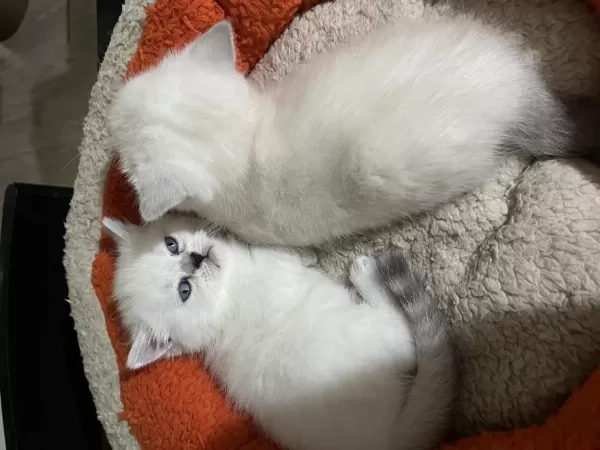 1 Buçuk Aylık Dişi Cins Kedimiz
