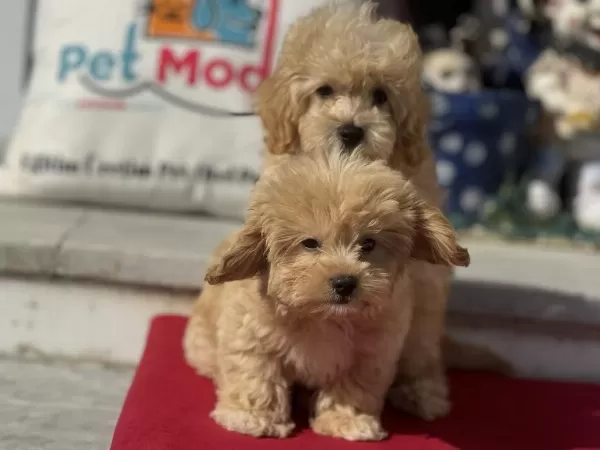 Petmode Köpek Çiftliğinde Ziyarete Açık Maltipoo