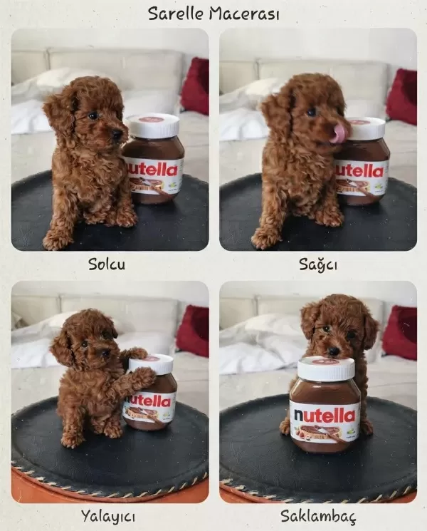 Sağlıklı Orijinal Toy Poodle