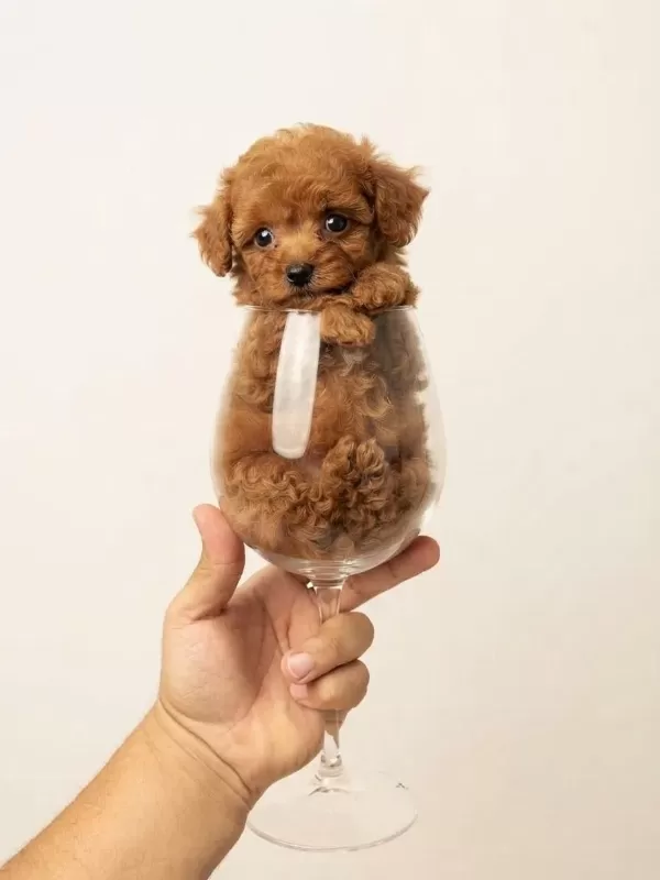 Toy Poodle Köpeğimiz İçin Ulaşınız