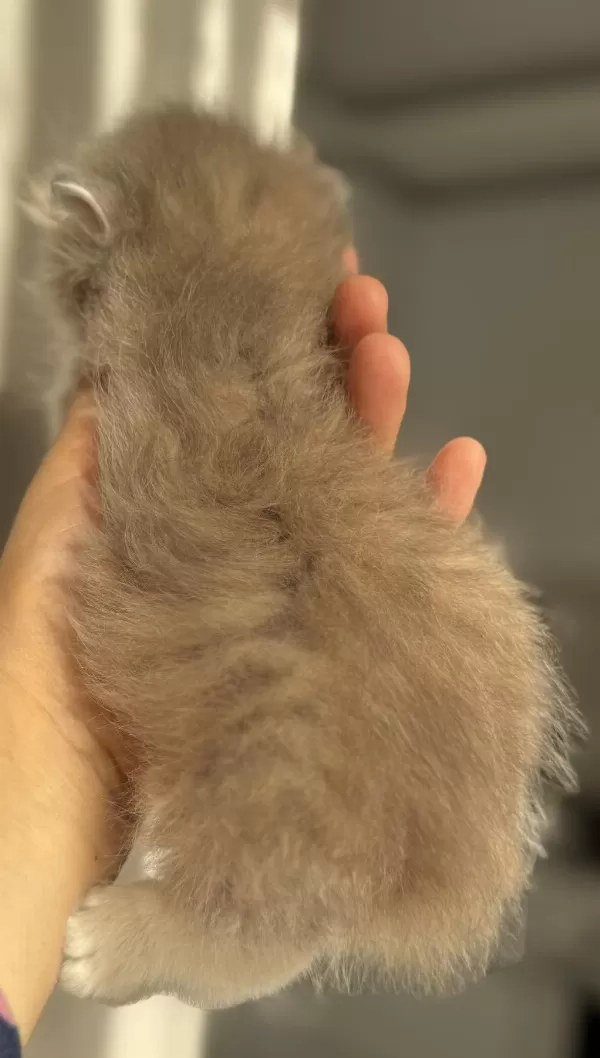 Nadir Renk Blue Golden Ay11 British Longhair