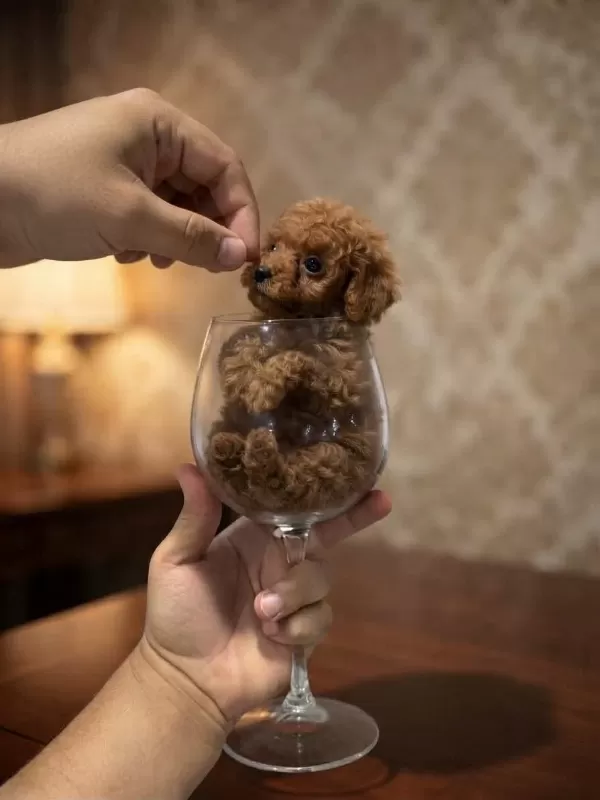 Toy Poodle Köpeğimiz Orjinal