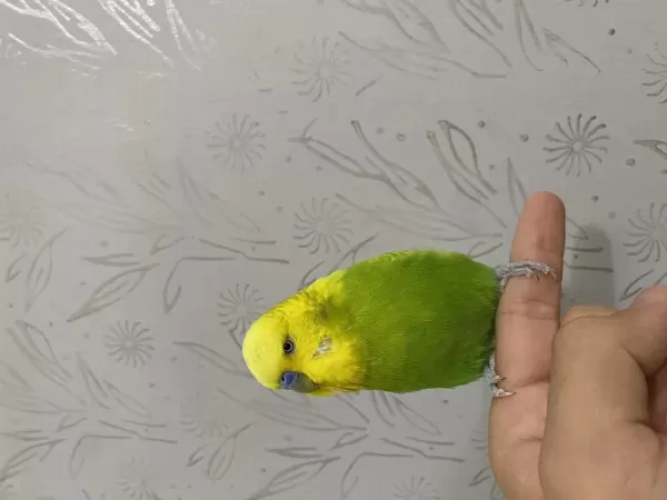 Jumbo Takım Muhabbet Kuşları