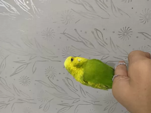 Jumbo Takım Muhabbet Kuşları