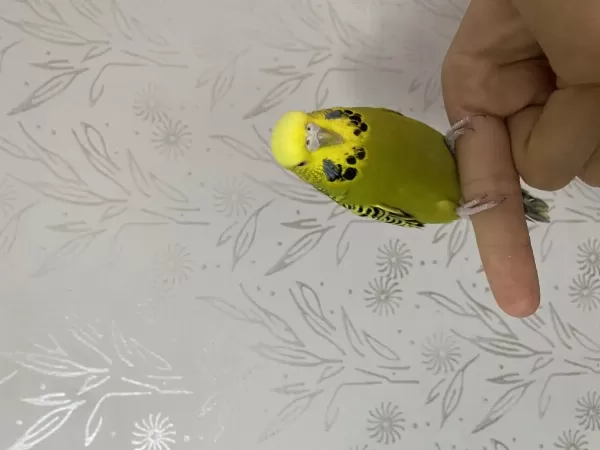 Jumbo Takım Muhabbet Kuşları