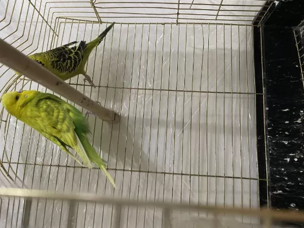 Jumbo Takım Muhabbet Kuşları