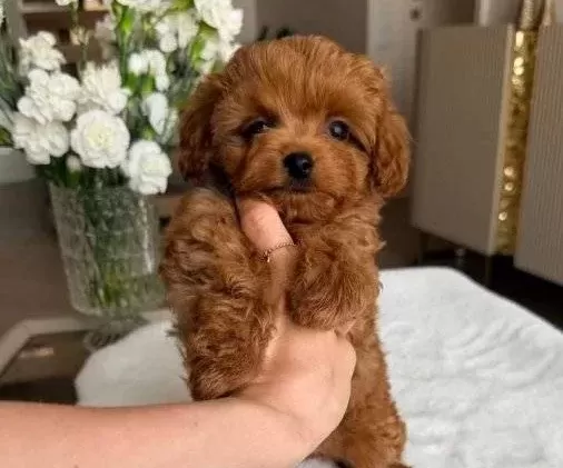 Toy Poodle Sevi̇mli̇ Yavrular