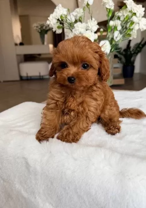 Toy Poodle Sevi̇mli̇ Yavrular