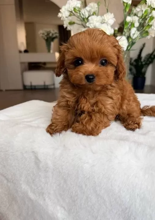 Toy Poodle Sevi̇mli̇ Yavrular