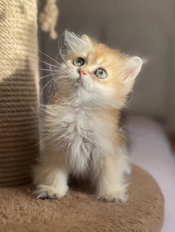 Ny11 Ny12 Bebek Yüzlü Golden British Longhair