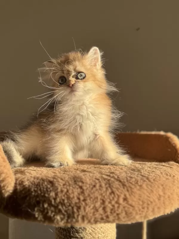 Ny11 Ny12 Bebek Yüzlü Golden British Longhair
