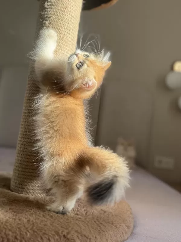 Ny11 Ny12 Bebek Yüzlü Golden British Longhair
