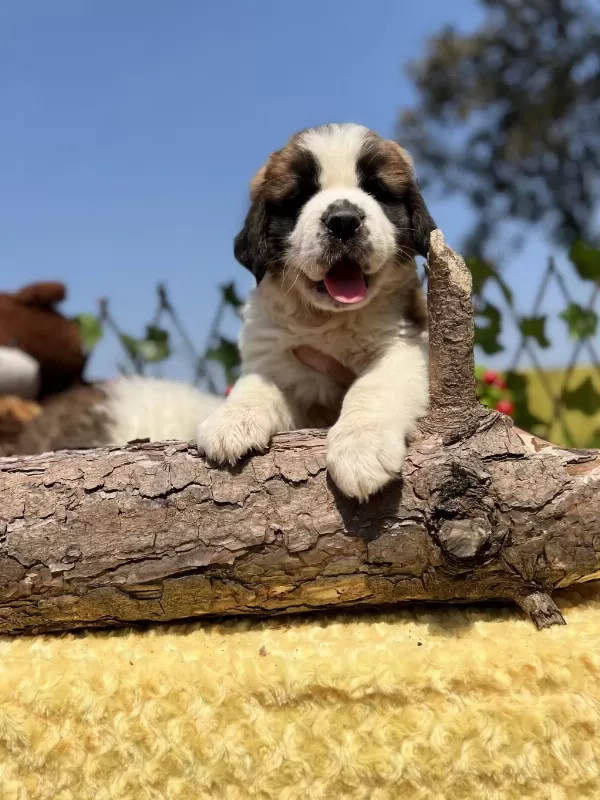 Dev Gibi St Bernard Yavrular