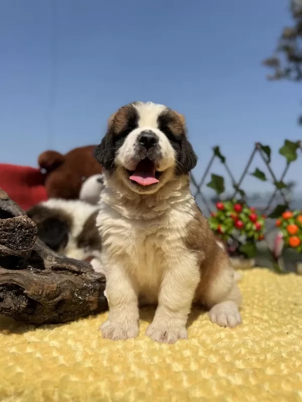 Dev Gibi St Bernard Yavrular