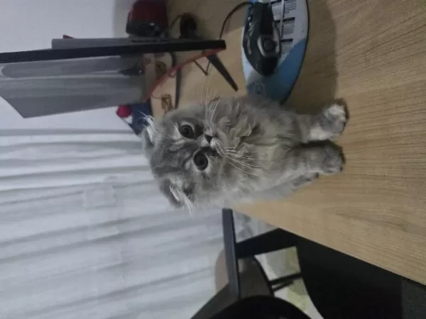 İrkı Harika Bir Kedidir