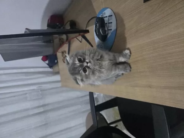 İrkı Harika Bir Kedidir