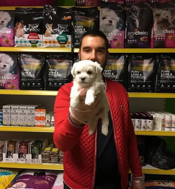 Tea Cup Kar Beyaz Maltese Terri Er Yavrularimiz