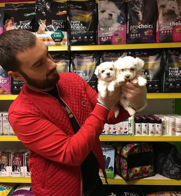 Tea Cup Kar Beyaz Maltese Terri Er Yavrularimiz