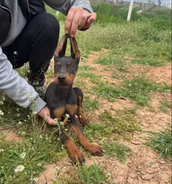 Doberman Yavrular