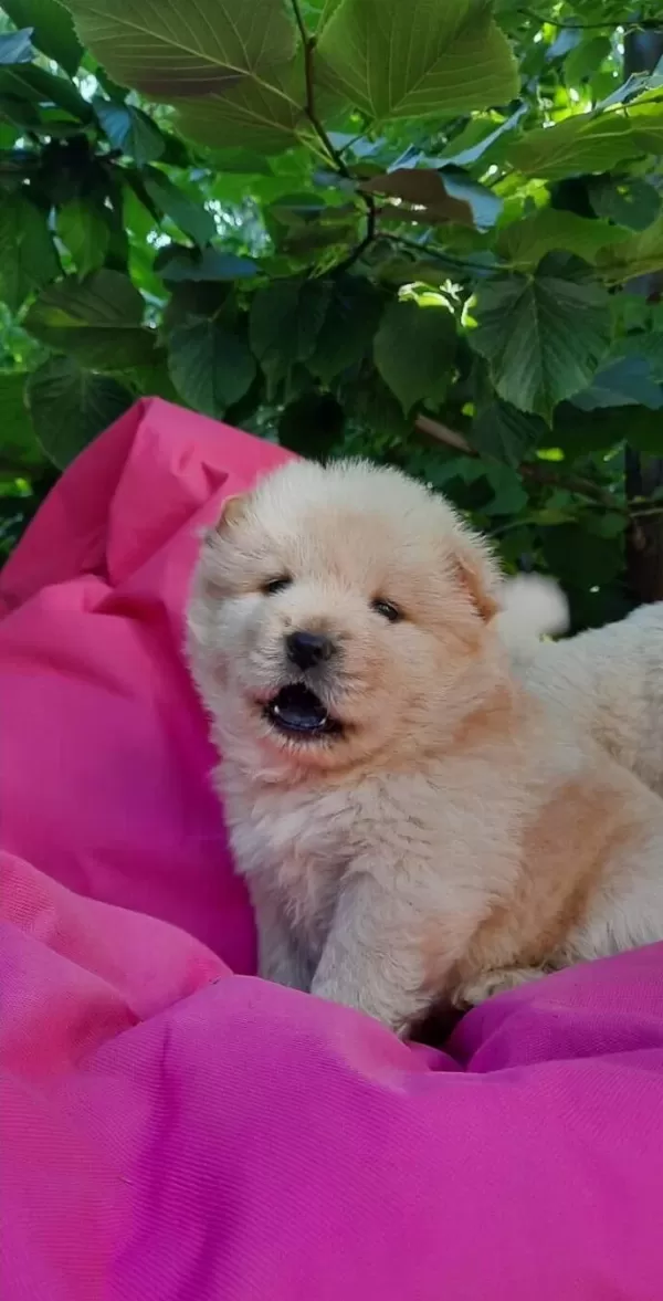 Chow Chow Bebekler