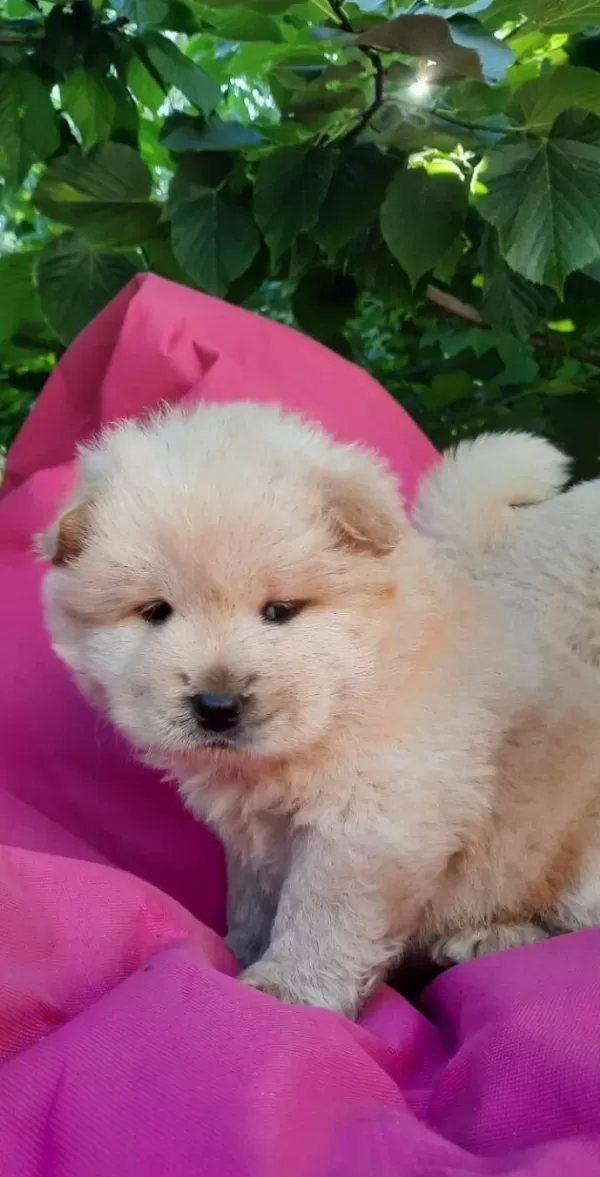 Chow Chow Bebekler