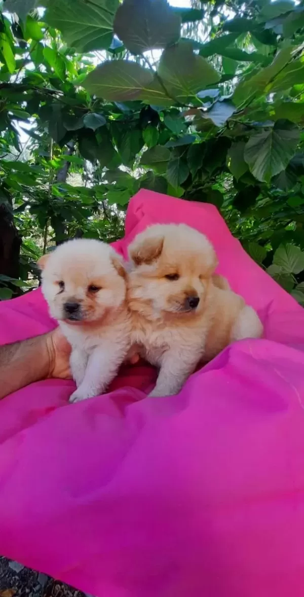 Chow Chow Bebekler