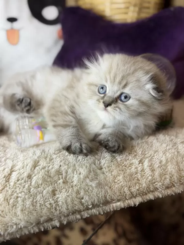 Safkan Scottish Fold