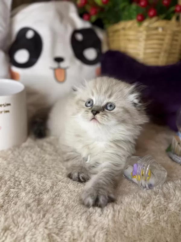 Safkan Scottish Fold
