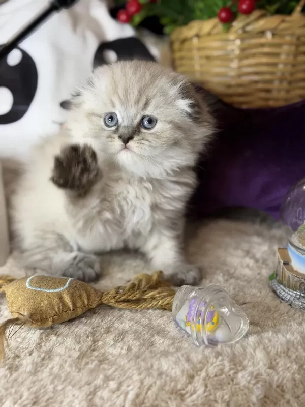 Safkan Scottish Fold