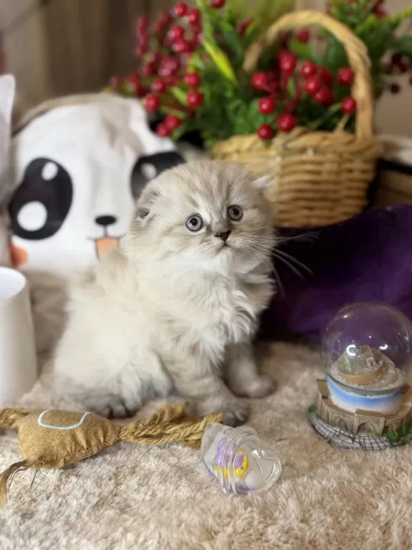 Safkan Scottish Fold