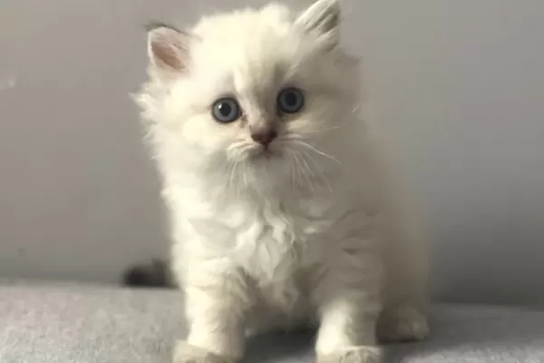 British Longhair Silver Point