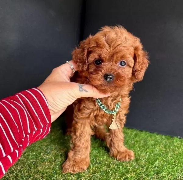 Harika Kore Toy Poodle