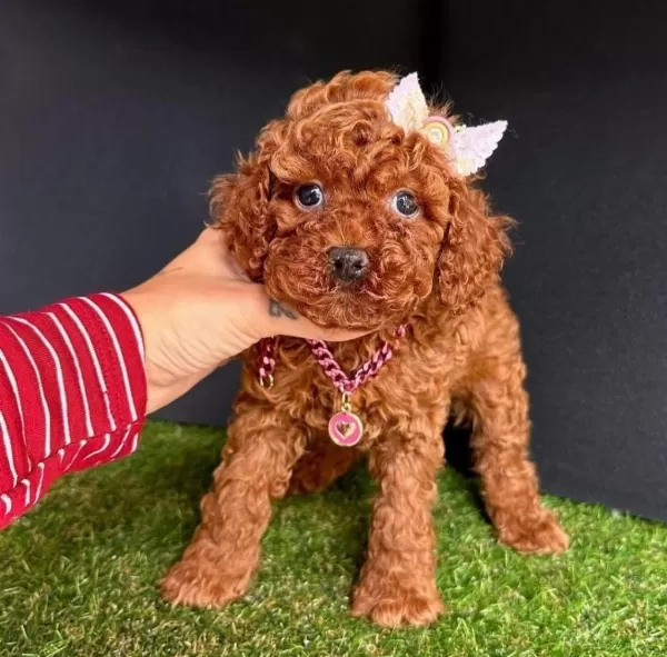 Harika Kore Toy Poodle