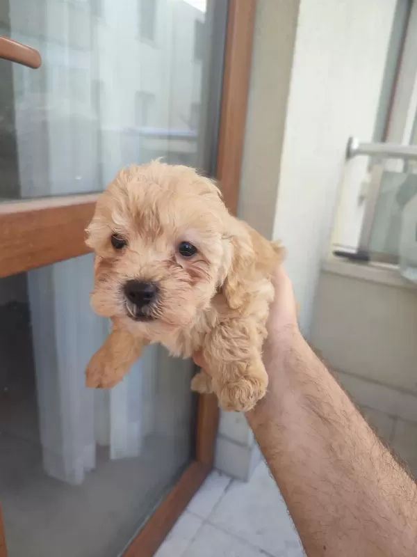 Sağlıklı Yavru Maltipoo